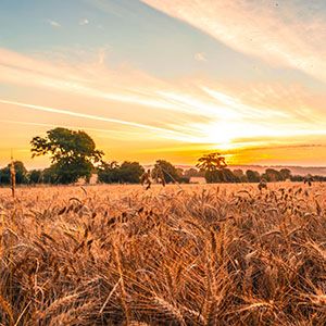 Moisture sensor of agricultural field