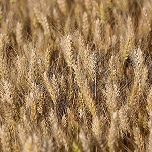 Soil moisture sensor of agriculture