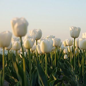 Soil moisture sensor of horticulture