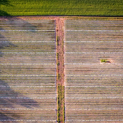 Agricultural production management