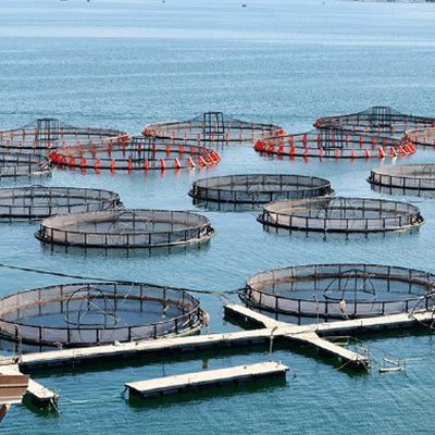 Aquaculture industry