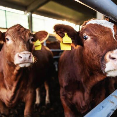 CO2 air quality sensor for livestock farming