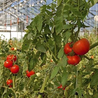 CO2 transmitter of fruit and vegetable cultivation