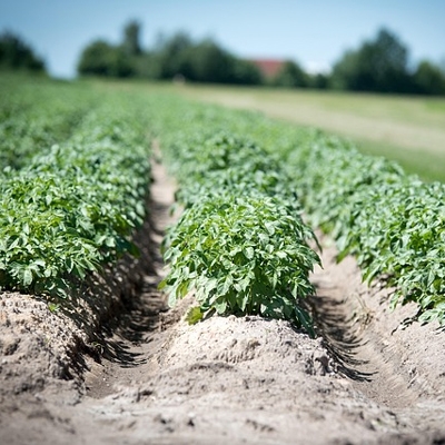 Crop disaster prevention