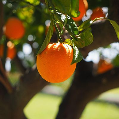 Digital soil moisture sensor for orchard