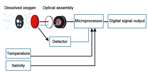 Dissolved oxygen sensor detail
