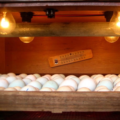 Egg incubator