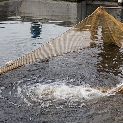 FDR soil moisture sensor for aquaculture