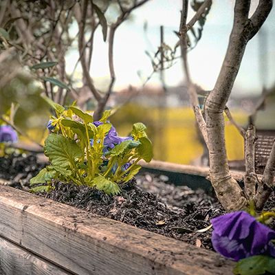 Flower pots and planters