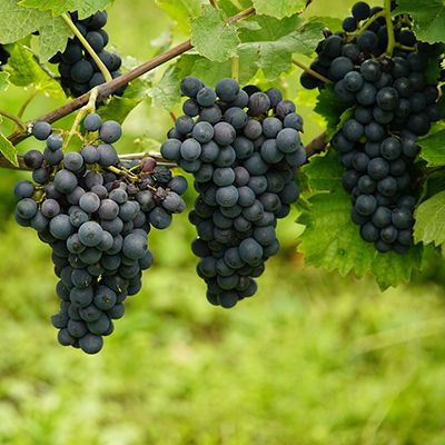 Garden soil moisture sensor for orchards and vineyards