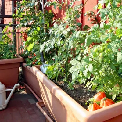 Home gardens and balconies
