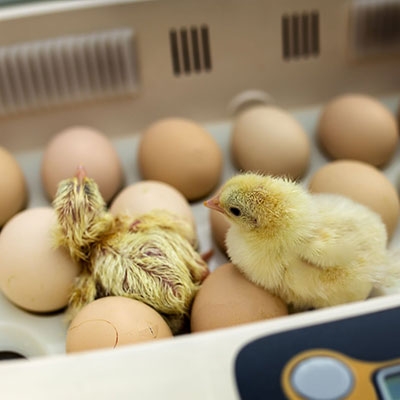 Lead free oxyge sensor of incubator