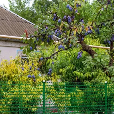 Light detector sensor fruit tree cultivation