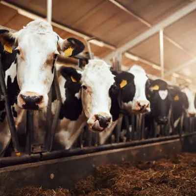 Livestock farming