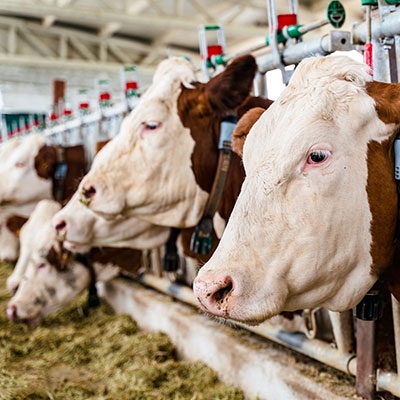 Livestock chloride detection