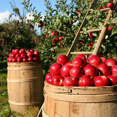 Plant soil moisture sensor for orchard