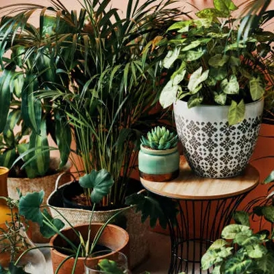 Potted plants