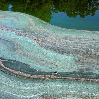 Reservoir cyanobacteria