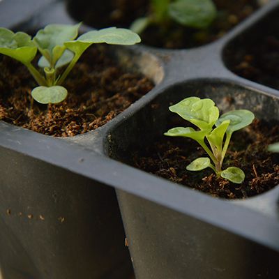 Smart soil moisture sensor for seedlings