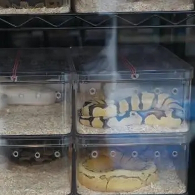 Snake breeding box