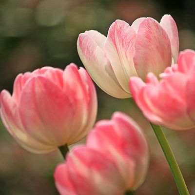 Soil ec sensor for floriculture