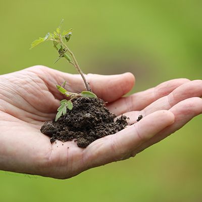 Soil moisture temperature sensor for plant cultivation