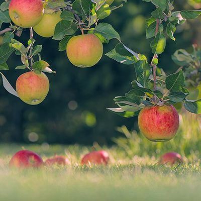 Speedy soil moisture sensor for orchard nursery