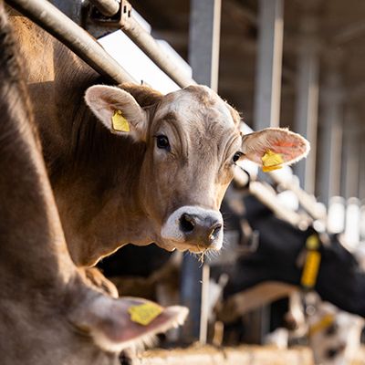 TDR soil moisture sensor for livestock farming