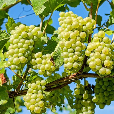 Tensiometer soil moisture sensor for vineyard