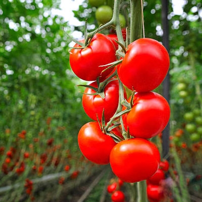 Thermal conductivity co2 sensor for greenhouse cultivation