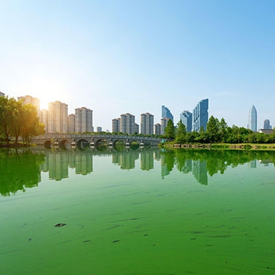 Urban lake cyanobacteria